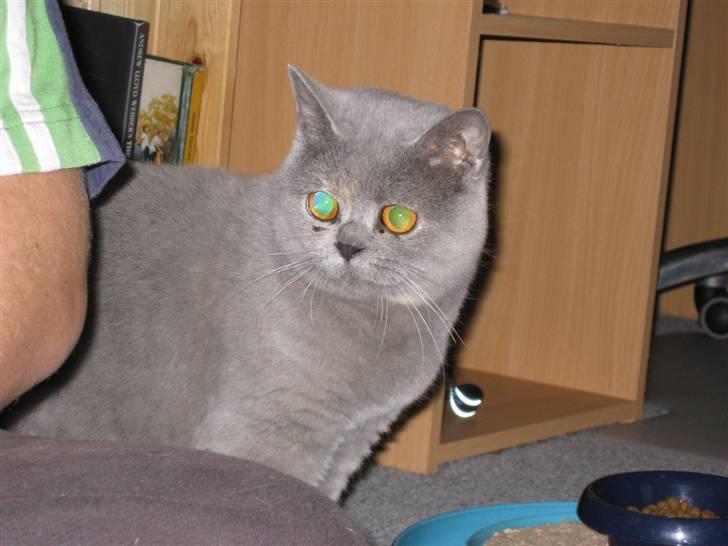 British Shorthair DK Heikina Floor billede 4