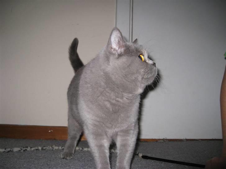 British Shorthair DK Heikina Floor billede 5