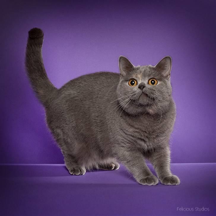 British Shorthair DK Heikina Floor billede 6