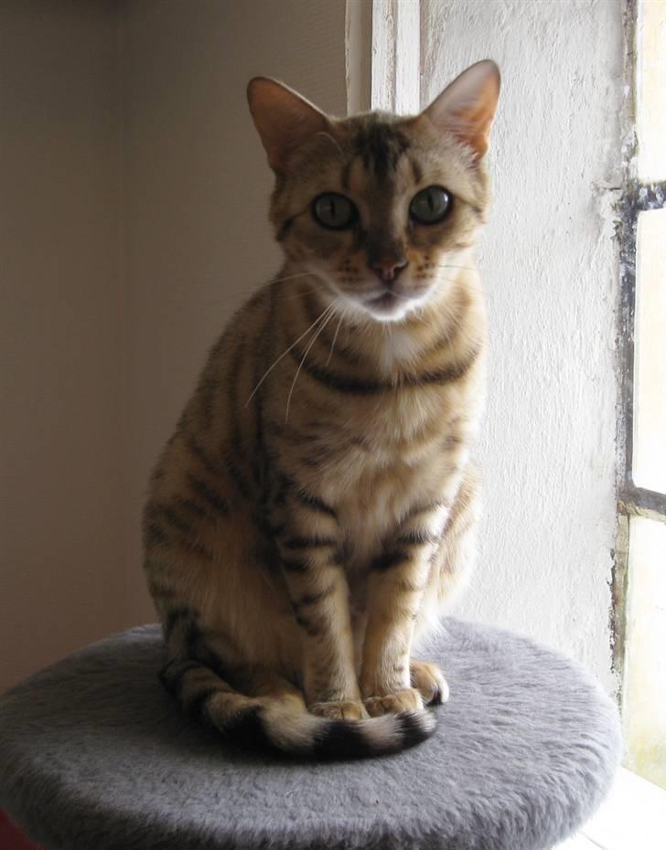 Bengal DK Trollspotting Vela billede 1