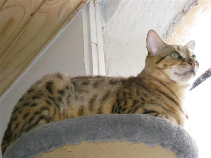 Bengal DK Trollspotting Vela billede 2