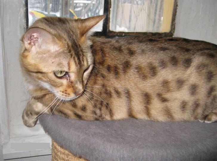 Bengal DK Trollspotting Vela billede 3