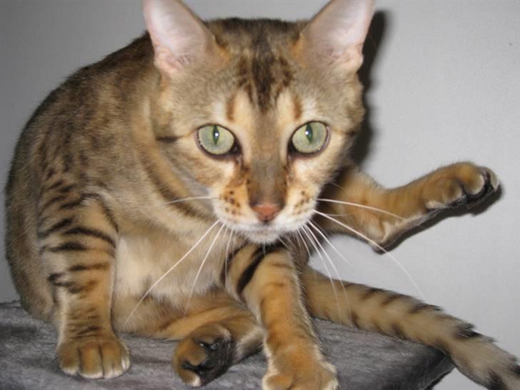 Bengal DK Trollspotting Vela billede 4