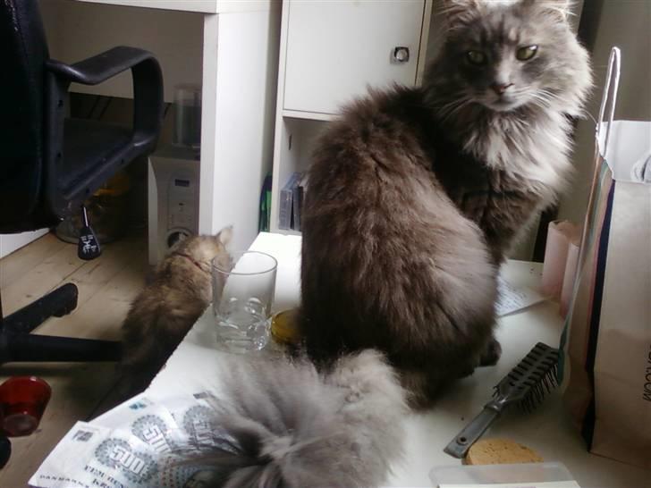 Maine Coon Pjuske the king billede 16