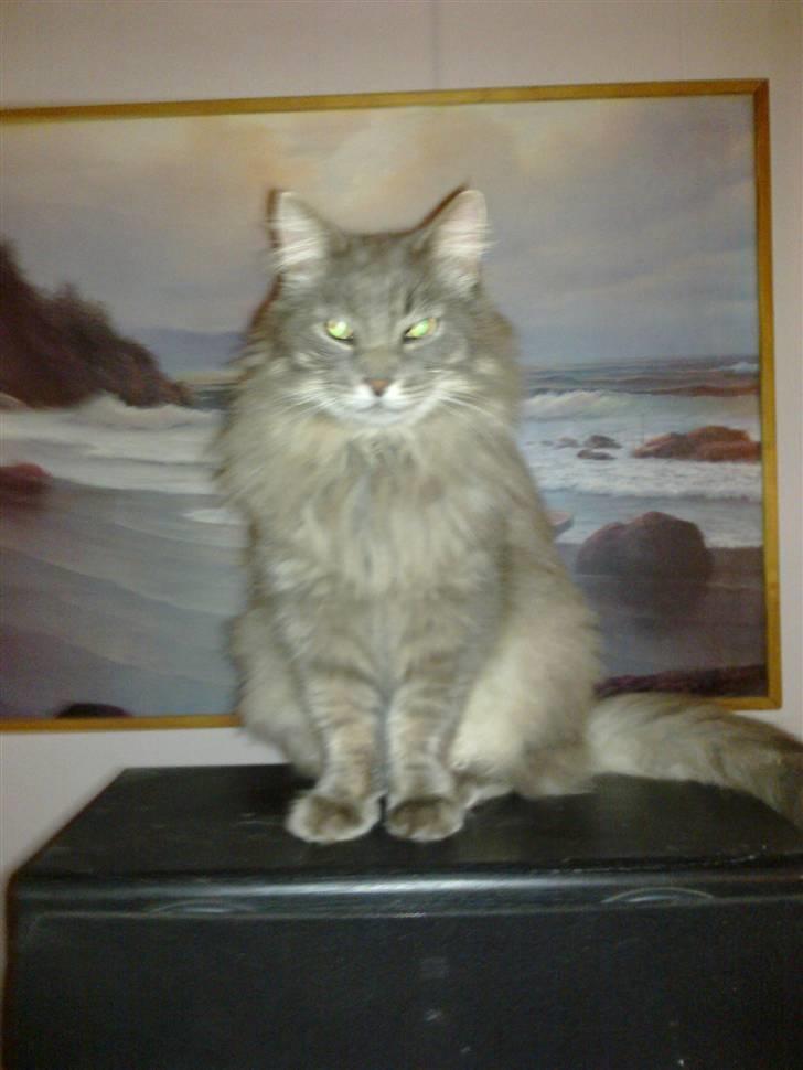 Maine Coon Pjuske the king billede 18