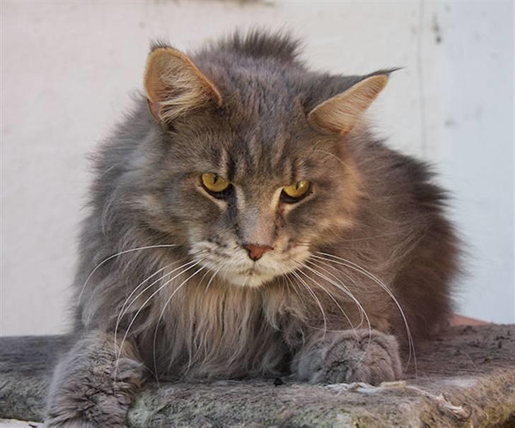 Maine Coon Piilcoon´s Aragon  -  kille April 2009 billede 1