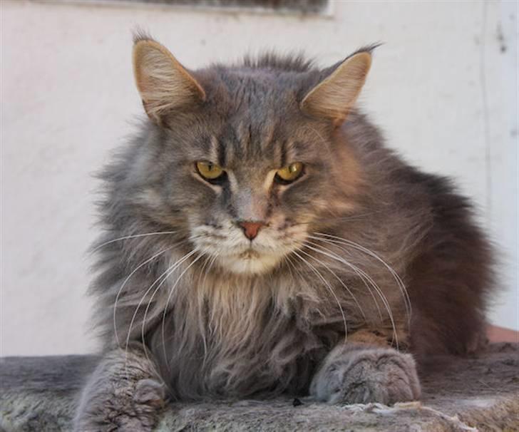 Maine Coon Piilcoon´s Aragon  -  kille April 2009 billede 2