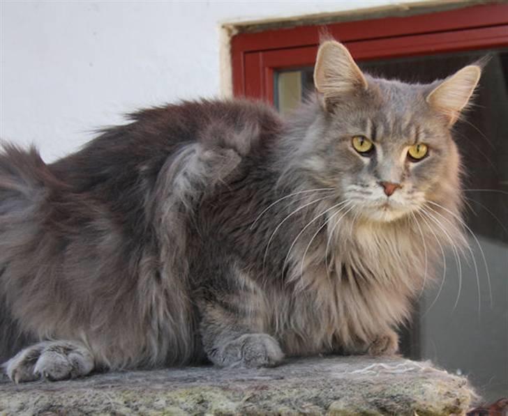 Maine Coon Piilcoon´s Aragon  - kille April 2009 billede 3