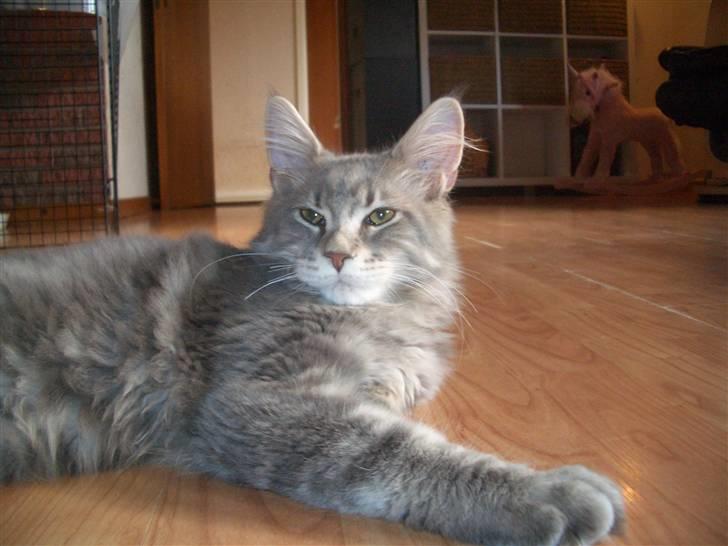 Maine Coon Piilcoon´s Aragon  - kille 19 uger billede 4