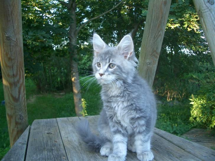 Maine Coon Piilcoon´s Aragon  - kille 11 uger  billede 5