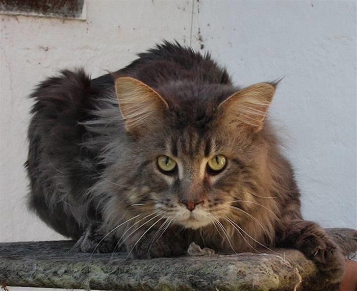 Maine Coon Freki´s Banzen - Banzen April 2009 billede 1