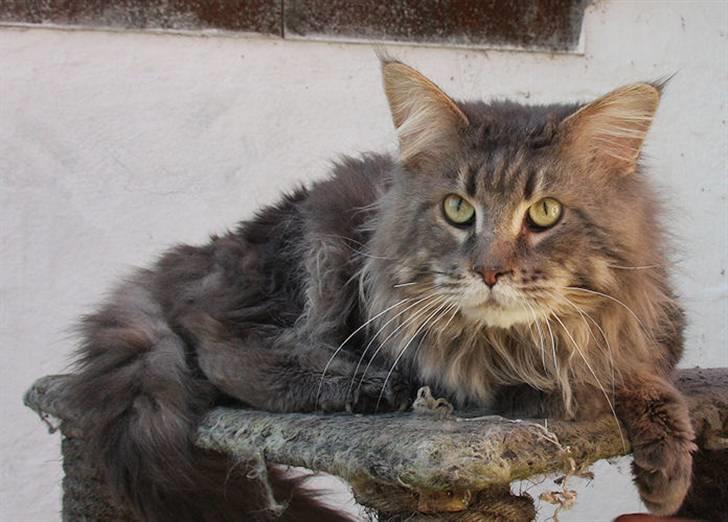 Maine Coon Freki´s Banzen - Banzen April 2009 billede 2