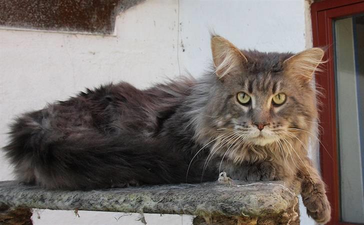 Maine Coon Freki´s Banzen - Banzen April 2009 billede 3