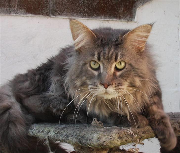 Maine Coon Freki´s Banzen - Banzen April 2009 billede 4