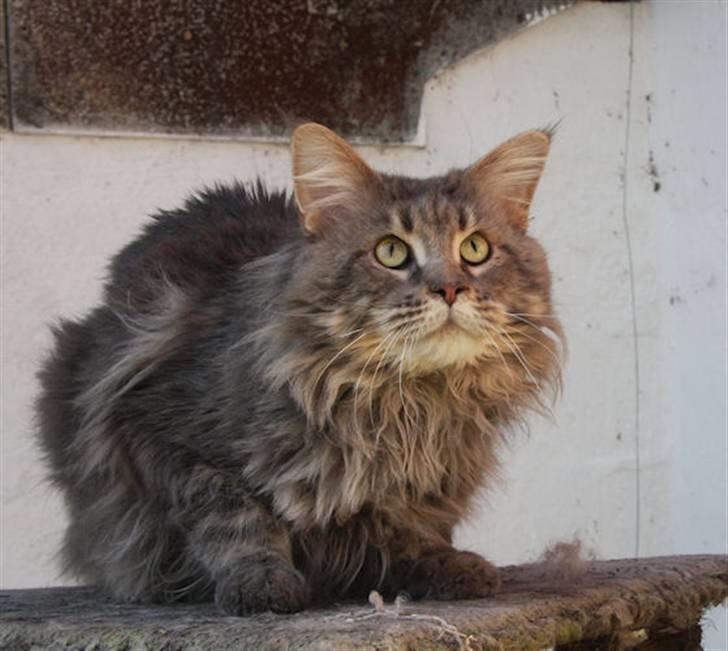 Maine Coon Freki´s Banzen - Banzen April 2009 billede 5