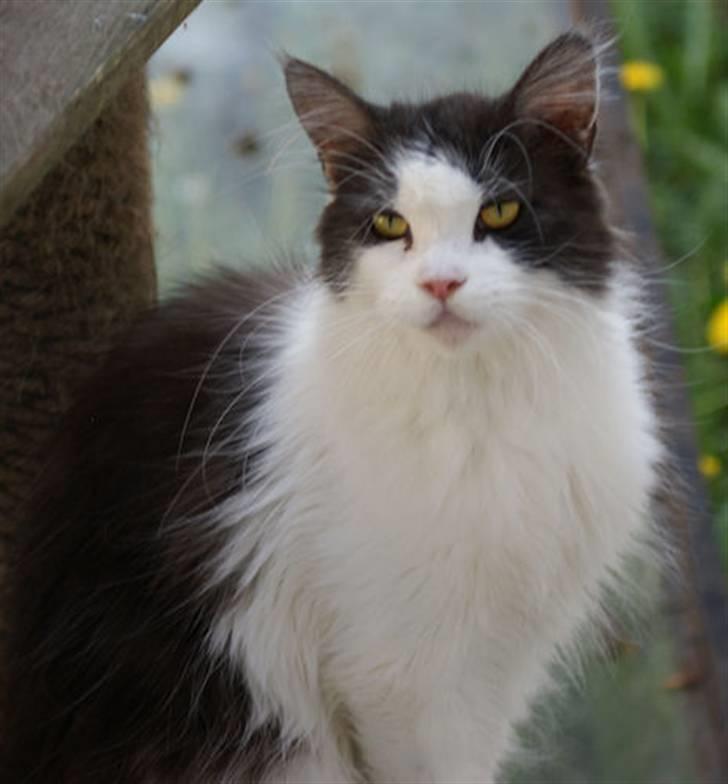 Maine Coon BigSinClair´s Rumba - Rumba April 2009 billede 1