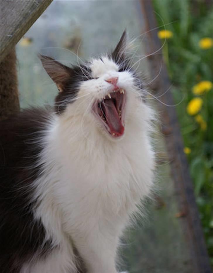 Maine Coon BigSinClair´s Rumba - Rumba April 2009 billede 2