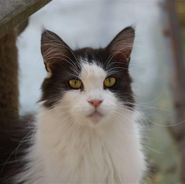 Maine Coon BigSinClair´s Rumba - Rumba April 2009 billede 3