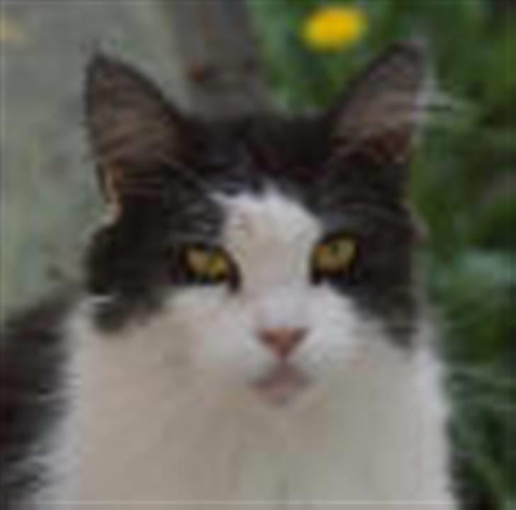 Maine Coon BigSinClair´s Rumba - Rumba April 2009 billede 4