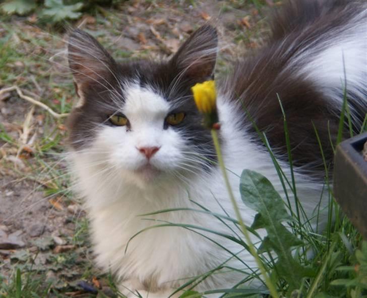 Maine Coon BigSinClair´s Rumba - Rumba April 2009 billede 5