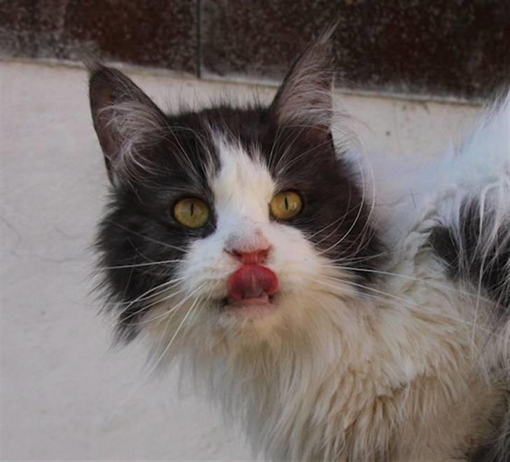 Maine Coon BigSinClair´s Cha-cha-cha - Cha-cha-cha April 2009 billede 1