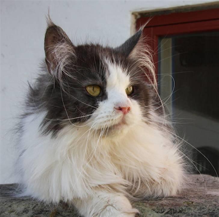 Maine Coon BigSinClair´s Cha-cha-cha - Cha-cha-cha April 2009 billede 2