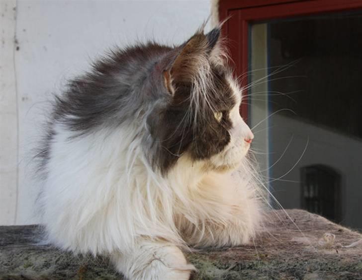 Maine Coon BigSinClair´s Cha-cha-cha - Cha-cha-cha April 2009 billede 3