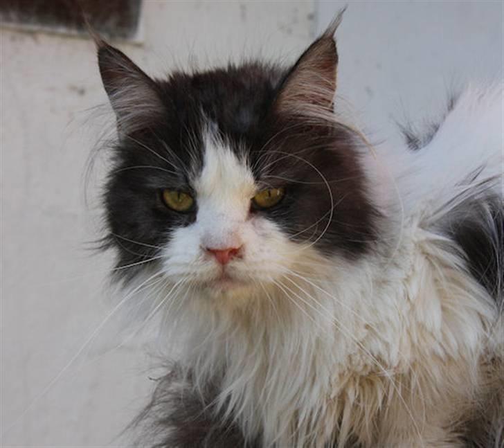 Maine Coon BigSinClair´s Cha-cha-cha - Cha-cha-cha April 2009 billede 4