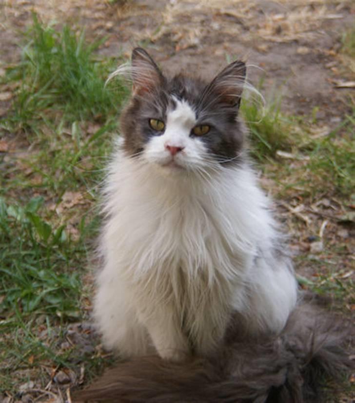 Maine Coon BigSinClair´s Cha-cha-cha - Cha-cha-cha April 2009 billede 5