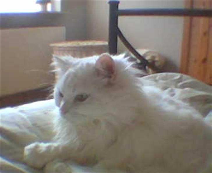 Blanding af racer Mickey R.I.P - # 1 Fordi jeg stadig elsker dig <3 billede 1