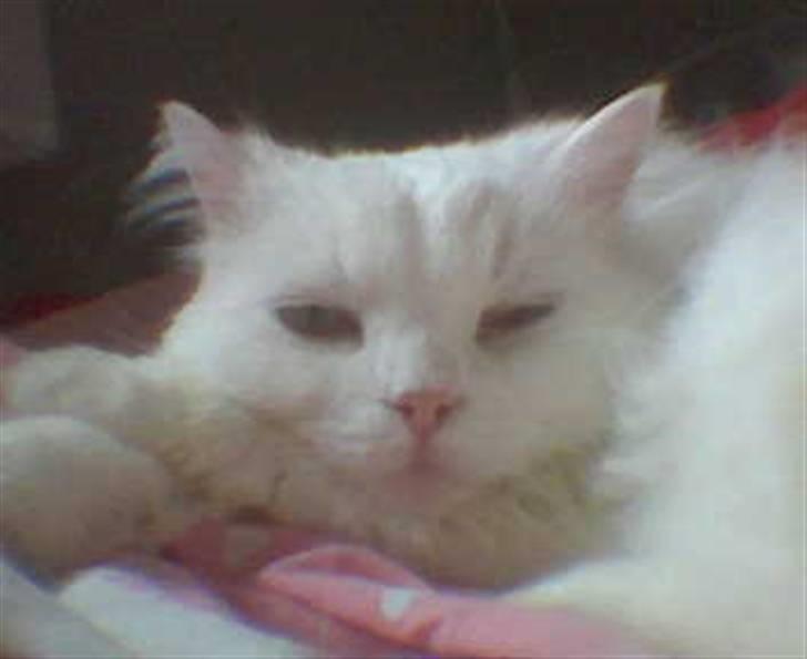 Blanding af racer Mickey R.I.P - # 2 Skuler til fotografen. billede 2