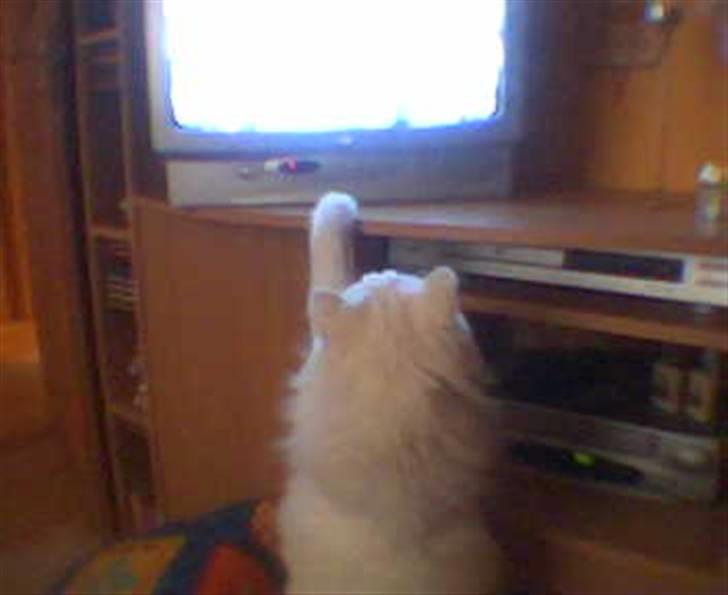 Blanding af racer Mickey R.I.P - # 3 Følger med i kragerne i fjernsynet... billede 3