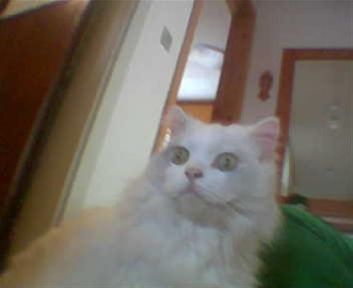 Blanding af racer Mickey R.I.P - # 4 Har lige været inde i en beskidt papkasse og kigge :p billede 4