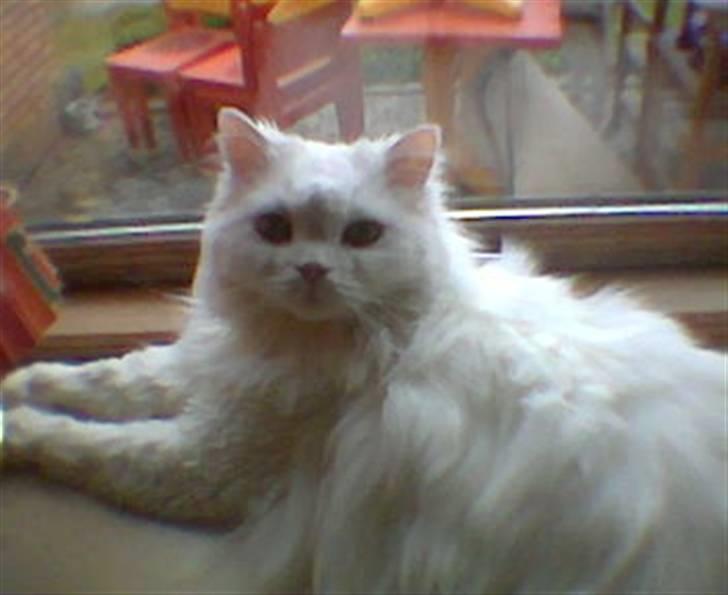 Blanding af racer Mickey R.I.P - # 5 billede 5