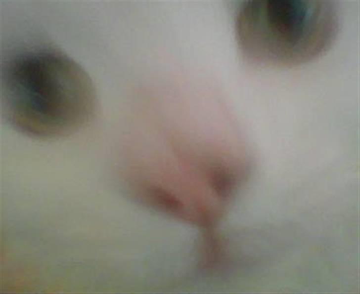 Blanding af racer Mickey R.I.P - # 6 Close up af hans skønne hoved billede 6