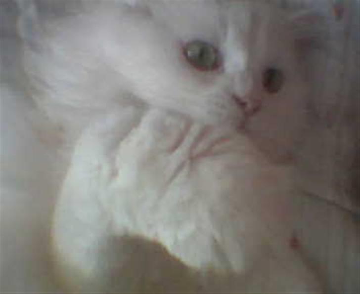 Blanding af racer Mickey R.I.P - # 7 billede 7