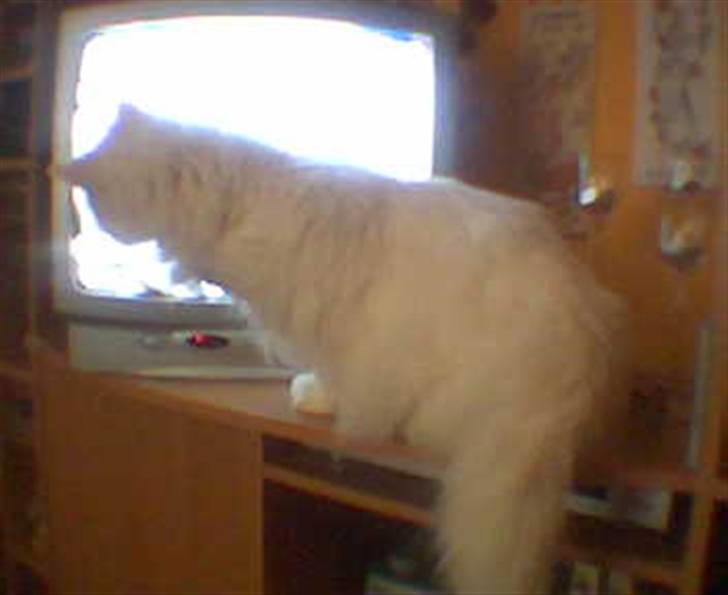 Blanding af racer Mickey R.I.P - # 8 Følger stadig med i kragerne på tv. billede 8