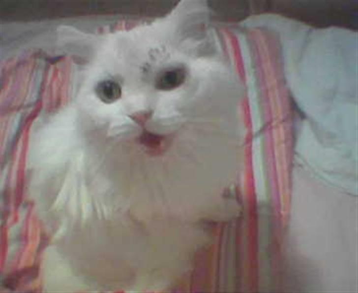 Blanding af racer Mickey R.I.P - # 9 Man kan se han er blevet syet - her håbede jeg det var fremskridt. billede 9