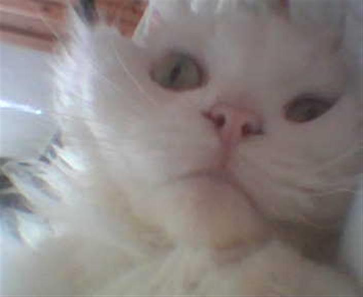 Blanding af racer Mickey R.I.P - # 10 billede 10