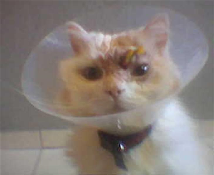 Blanding af racer Mickey R.I.P - # 11 Lige kommet hjem fra dyrlægen med krage og dræn :/ billede 11