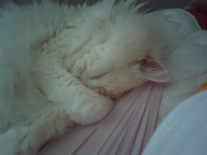 Blanding af racer Mickey R.I.P - # 12 billede 12