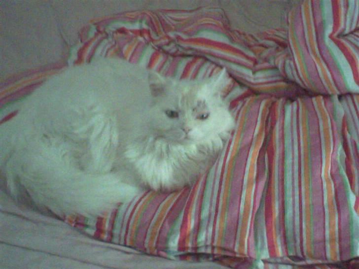 Blanding af racer Mickey R.I.P - # 13 billede 13