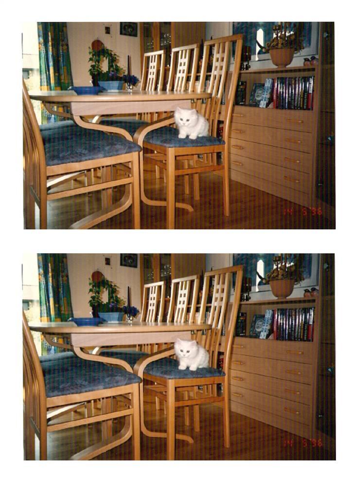 Blanding af racer Mickey R.I.P billede 14