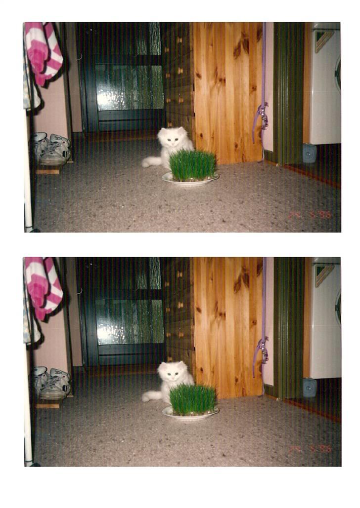 Blanding af racer Mickey R.I.P billede 15