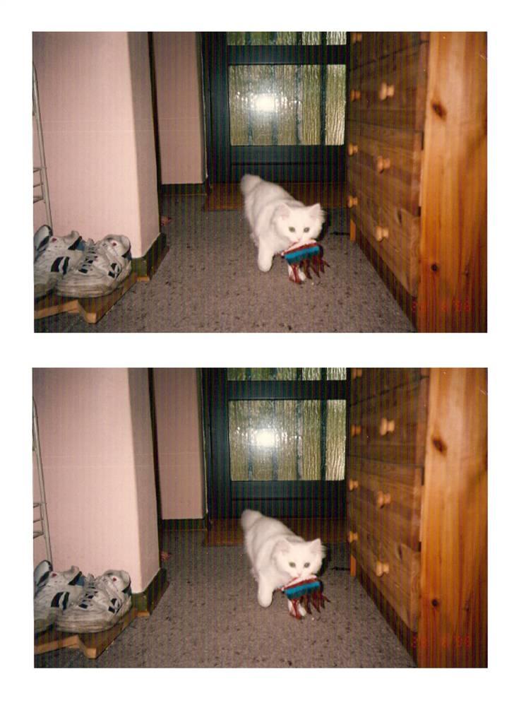 Blanding af racer Mickey R.I.P billede 16