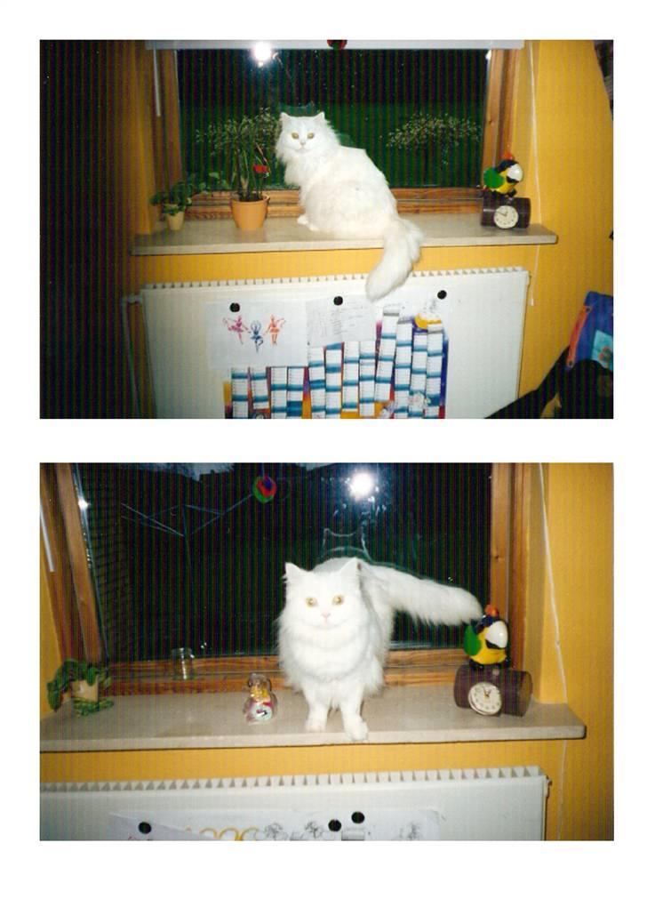 Blanding af racer Mickey R.I.P billede 17