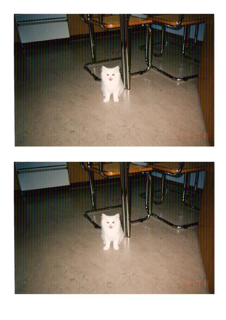 Blanding af racer Mickey R.I.P billede 18