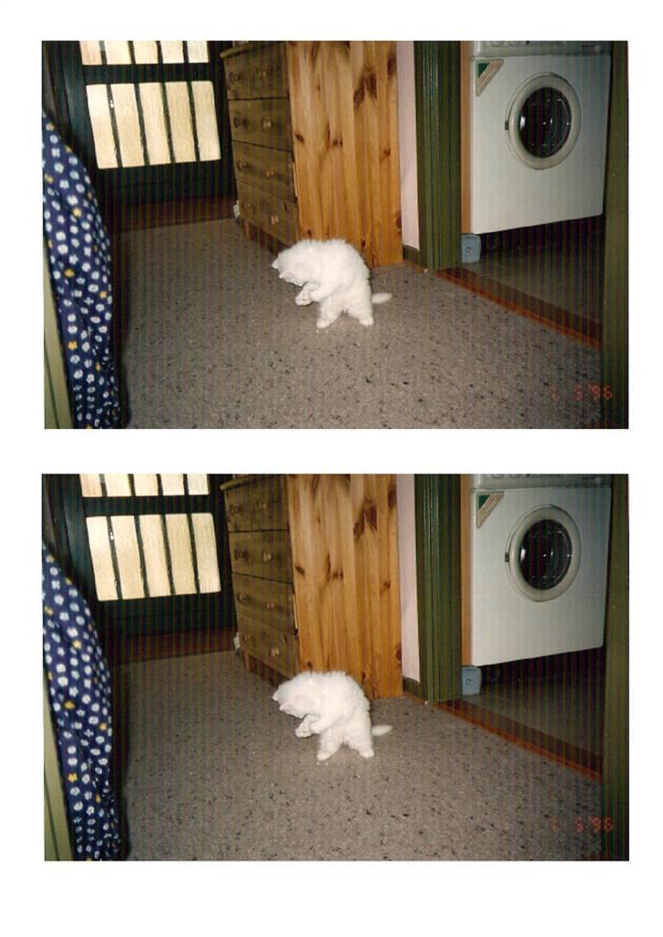 Blanding af racer Mickey R.I.P billede 19