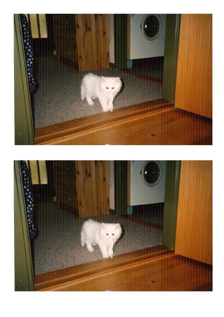 Blanding af racer Mickey R.I.P billede 20