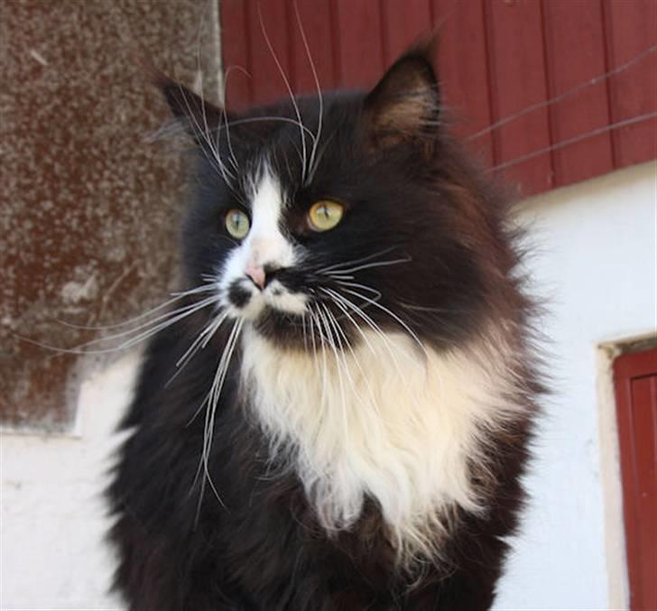 Maine Coon Samicoon´s Tashy Tiger - Tashy April 2009 billede 1